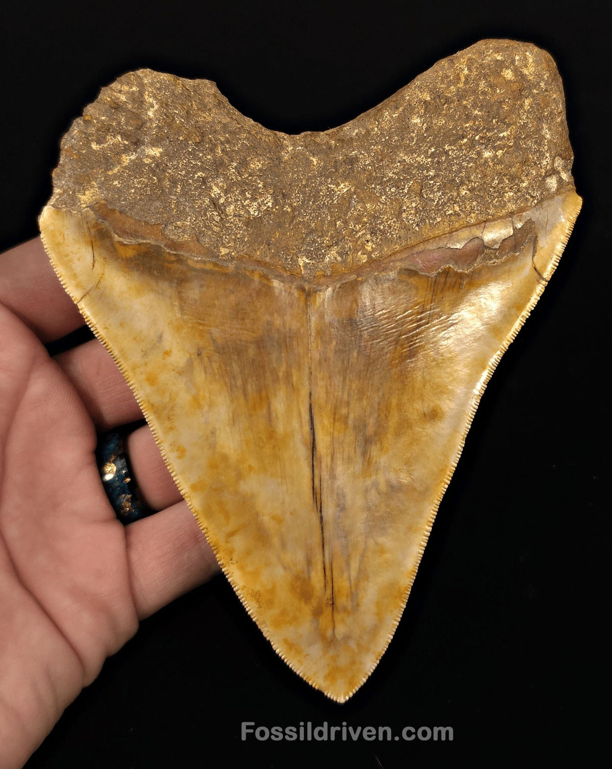 Colorful, 5.43" Fossil Megalodon Tooth - Java, Indonesia - Fossil Driven