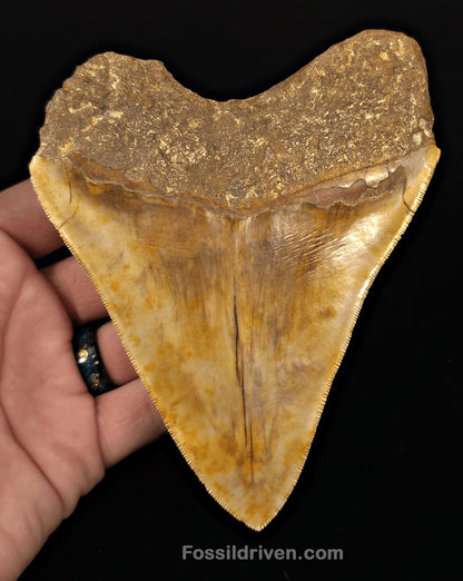 Colorful, 5.43" Fossil Megalodon Tooth - Java, Indonesia - Fossil Driven