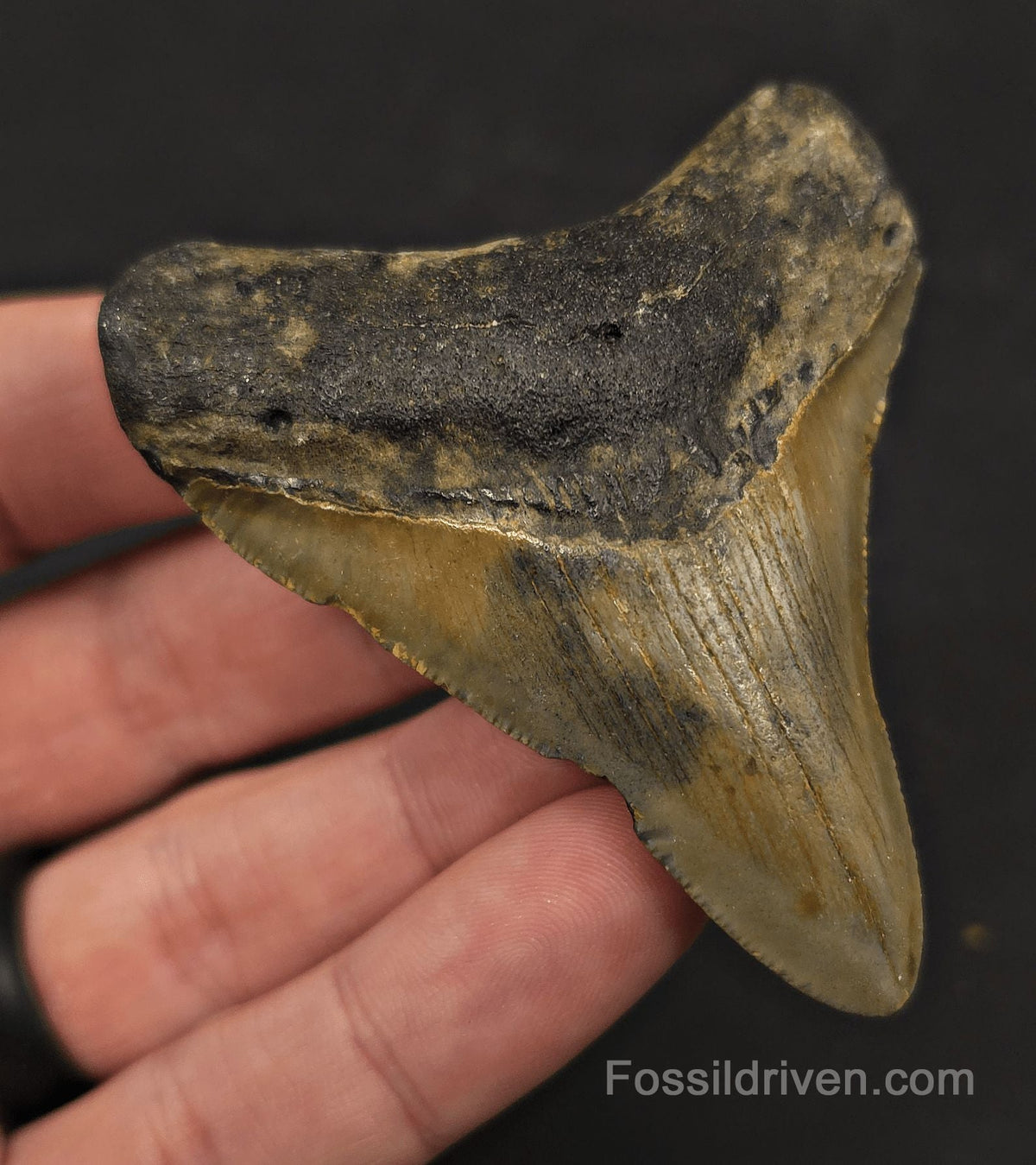 Complete, 2.83" Fossil Megalodon Tooth - Meg Ledge, North Carolina - Fossil Driven