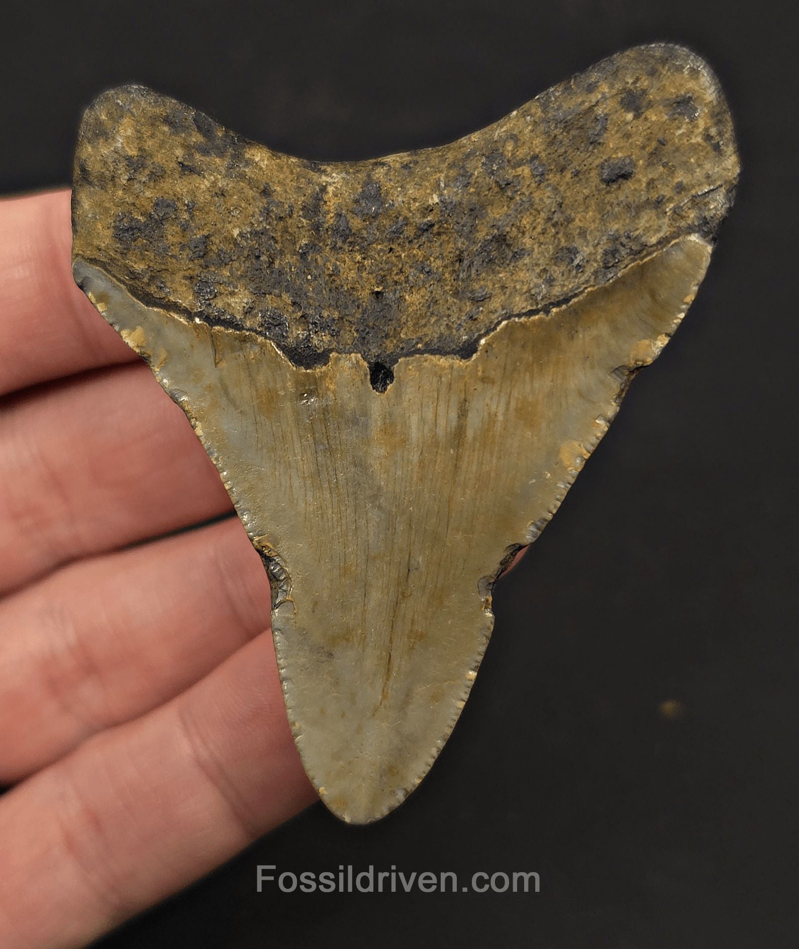 Complete, 2.83" Fossil Megalodon Tooth - Meg Ledge, North Carolina - Fossil Driven