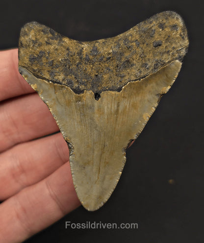 Complete, 2.83" Fossil Megalodon Tooth - Meg Ledge, North Carolina - Fossil Driven