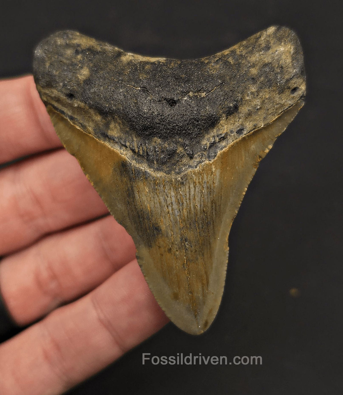 Complete, 2.83" Fossil Megalodon Tooth - Meg Ledge, North Carolina - Fossil Driven