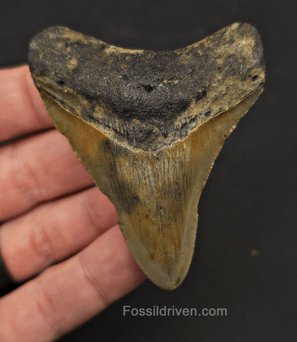 Complete, 2.83" Fossil Megalodon Tooth - Meg Ledge, North Carolina - Fossil Driven