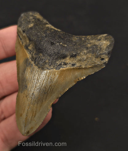 Complete, 2.83" Fossil Megalodon Tooth - Meg Ledge, North Carolina - Fossil Driven