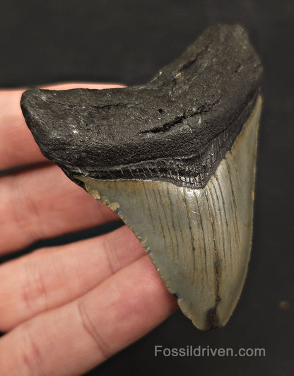 Complete, 2.93" Fossil Megalodon Tooth - Meg Ledge, North Carolina - Fossil Driven