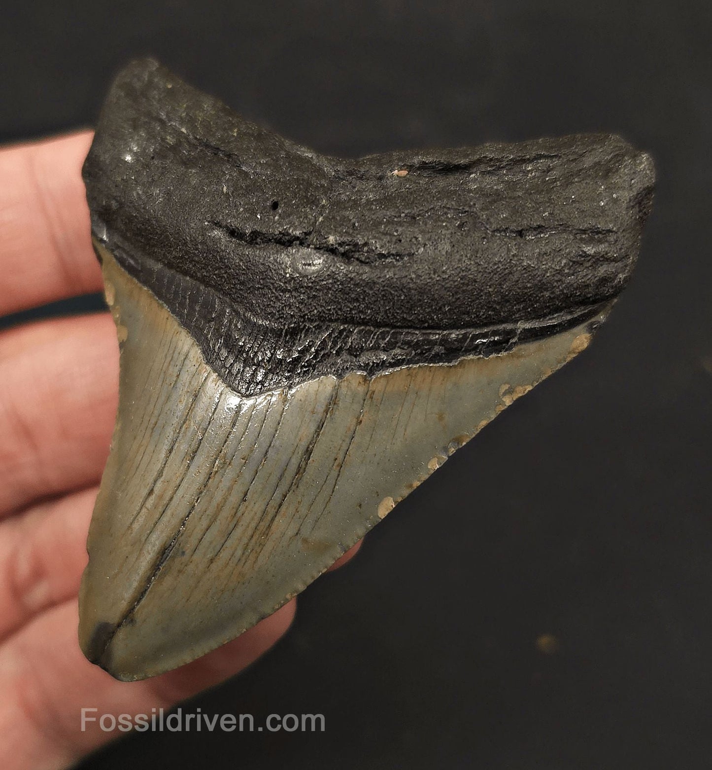 Complete, 2.93" Fossil Megalodon Tooth - Meg Ledge, North Carolina - Fossil Driven