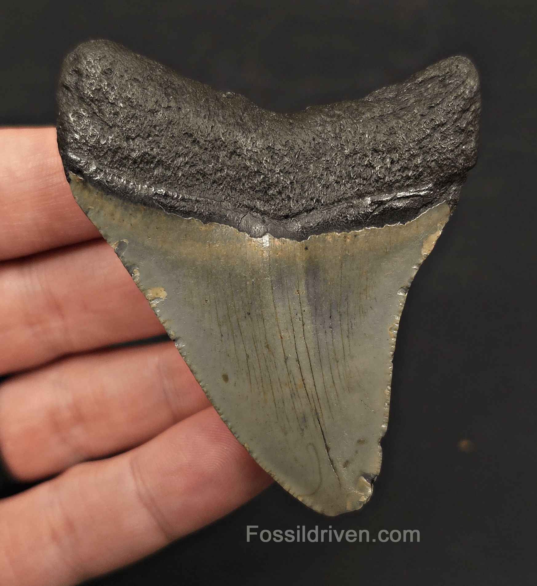 Complete, 2.93" Fossil Megalodon Tooth - Meg Ledge, North Carolina - Fossil Driven