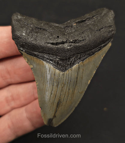 Complete, 2.93" Fossil Megalodon Tooth - Meg Ledge, North Carolina - Fossil Driven