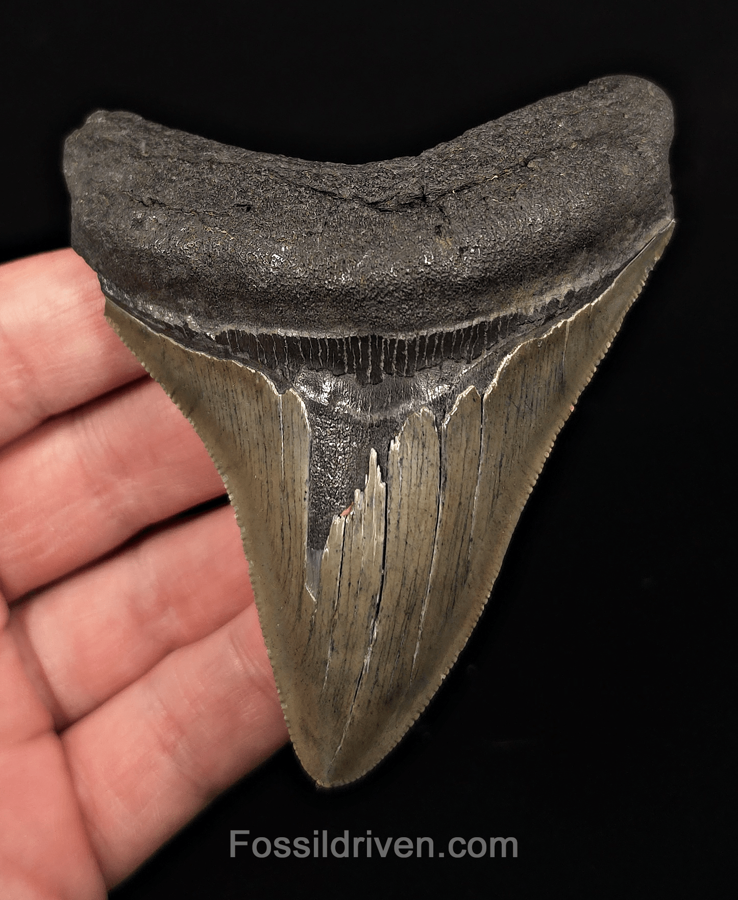 Complete, 3.77" Fossil Megalodon Tooth - Charleston, South Carolina - Fossil Driven