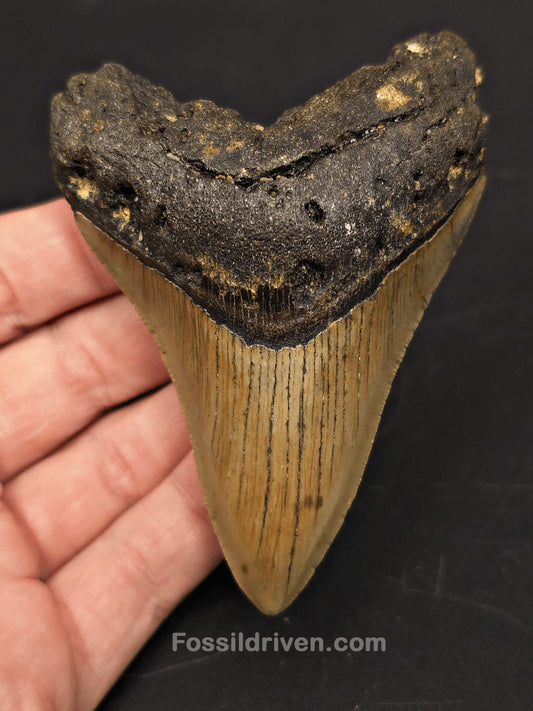 Complete, 3.82" Fossil Megalodon Tooth - Meg Ledge, North Carolina - Fossil Driven
