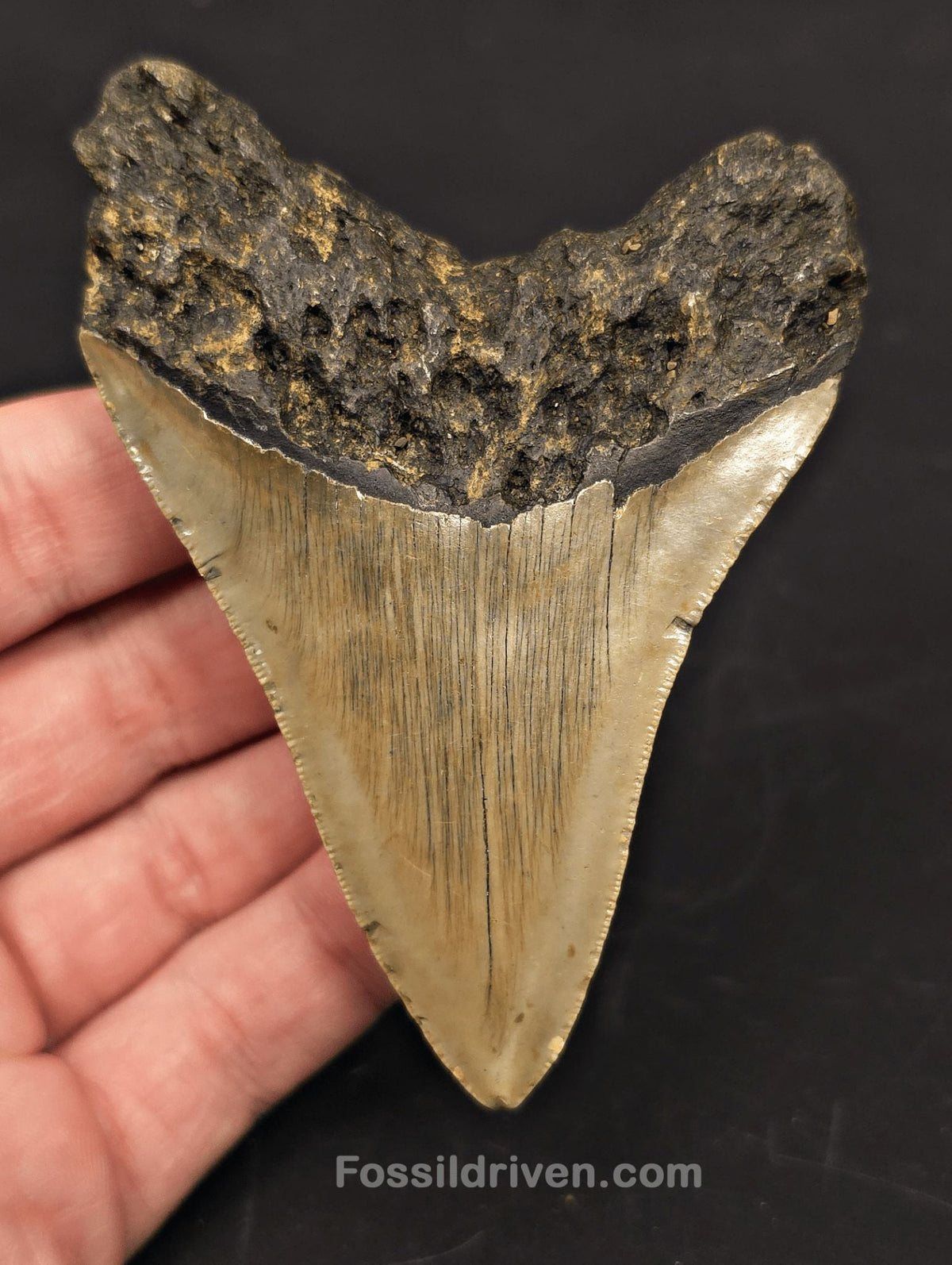 Complete, 3.82" Fossil Megalodon Tooth - Meg Ledge, North Carolina - Fossil Driven