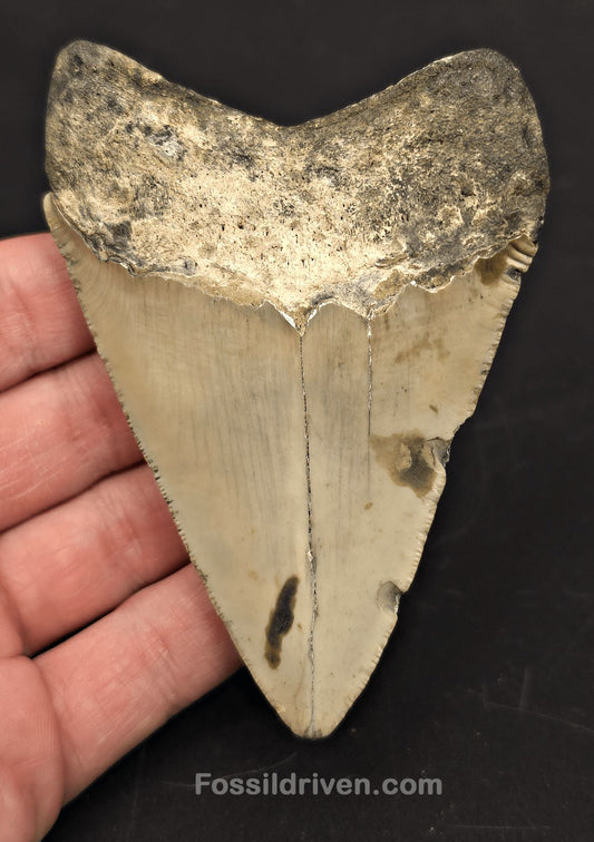 Complete, 4.00" Fossil Megalodon Tooth - Meg Ledge, North Carolina - Fossil Driven