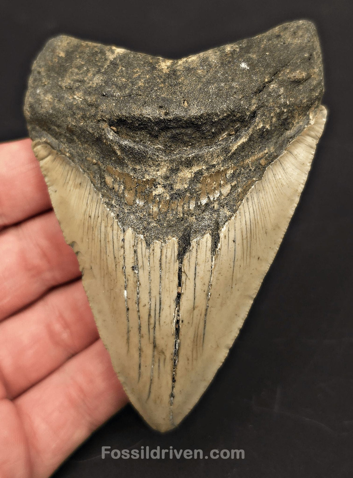 Complete, 4.00" Fossil Megalodon Tooth - Meg Ledge, North Carolina - Fossil Driven