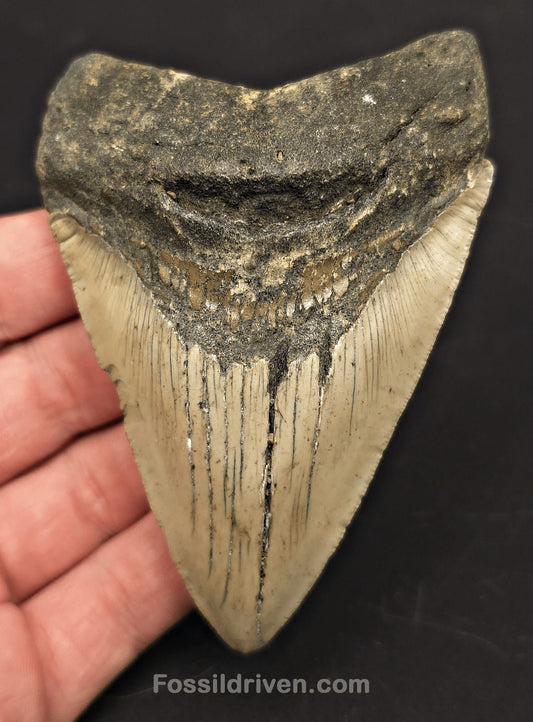 Complete, 4.00" Fossil Megalodon Tooth - Meg Ledge, North Carolina - Fossil Driven