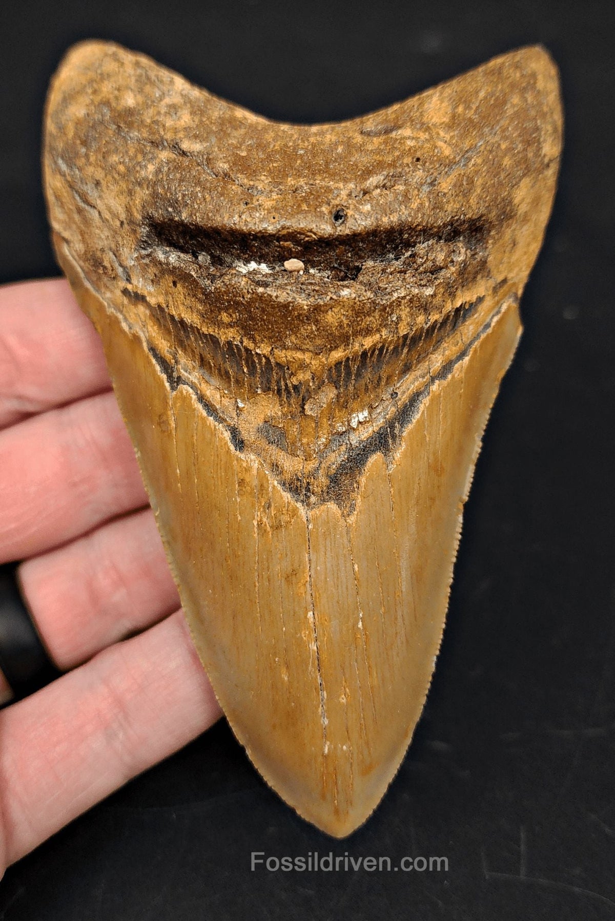 Complete, 4.63" Fossil Megalodon Tooth - Meg Ledge, North Carolina - Fossil Driven
