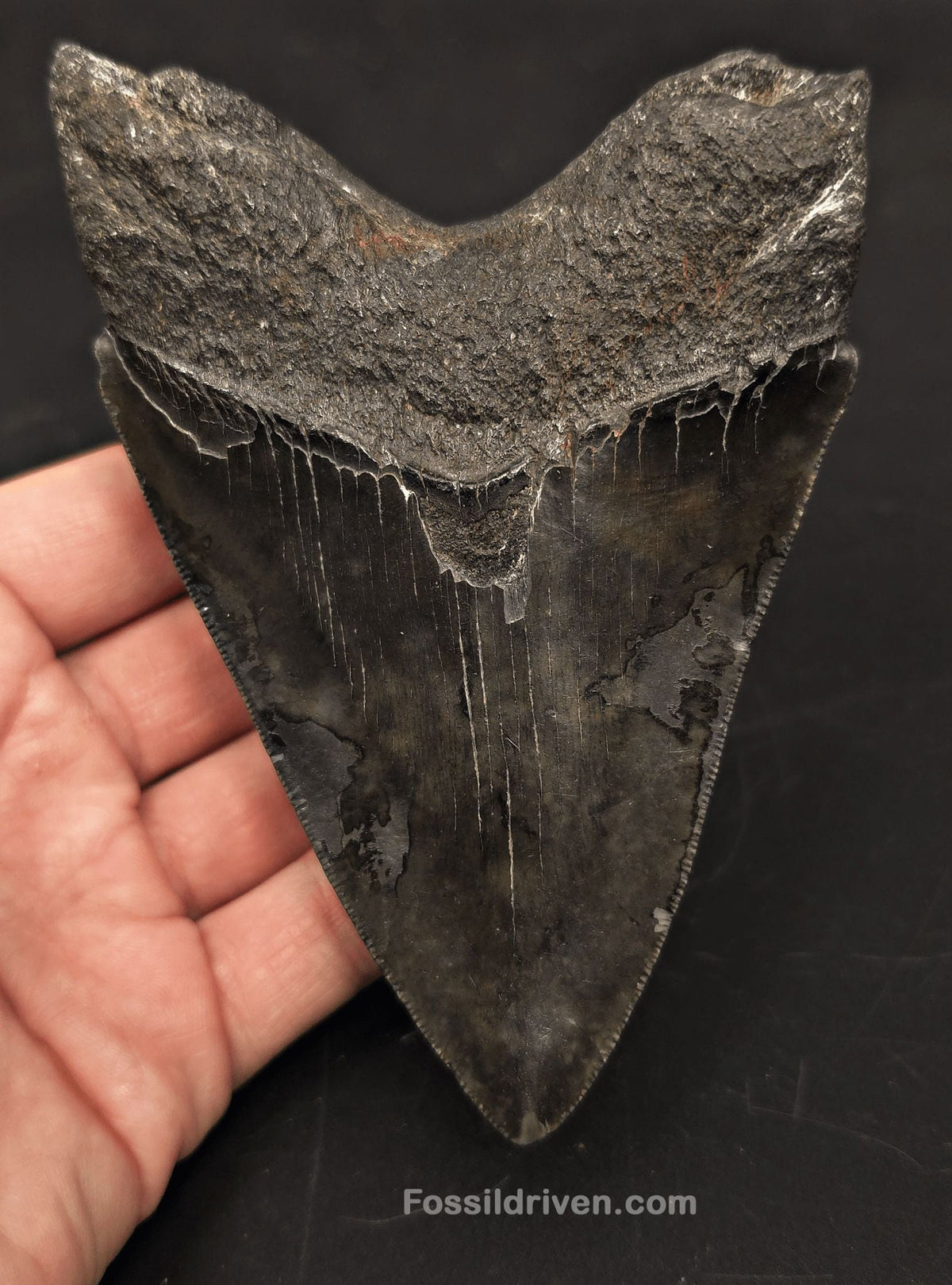 Complete, 5.14" Fossil Megalodon Tooth - Charleston, South Carolina - Fossil Driven