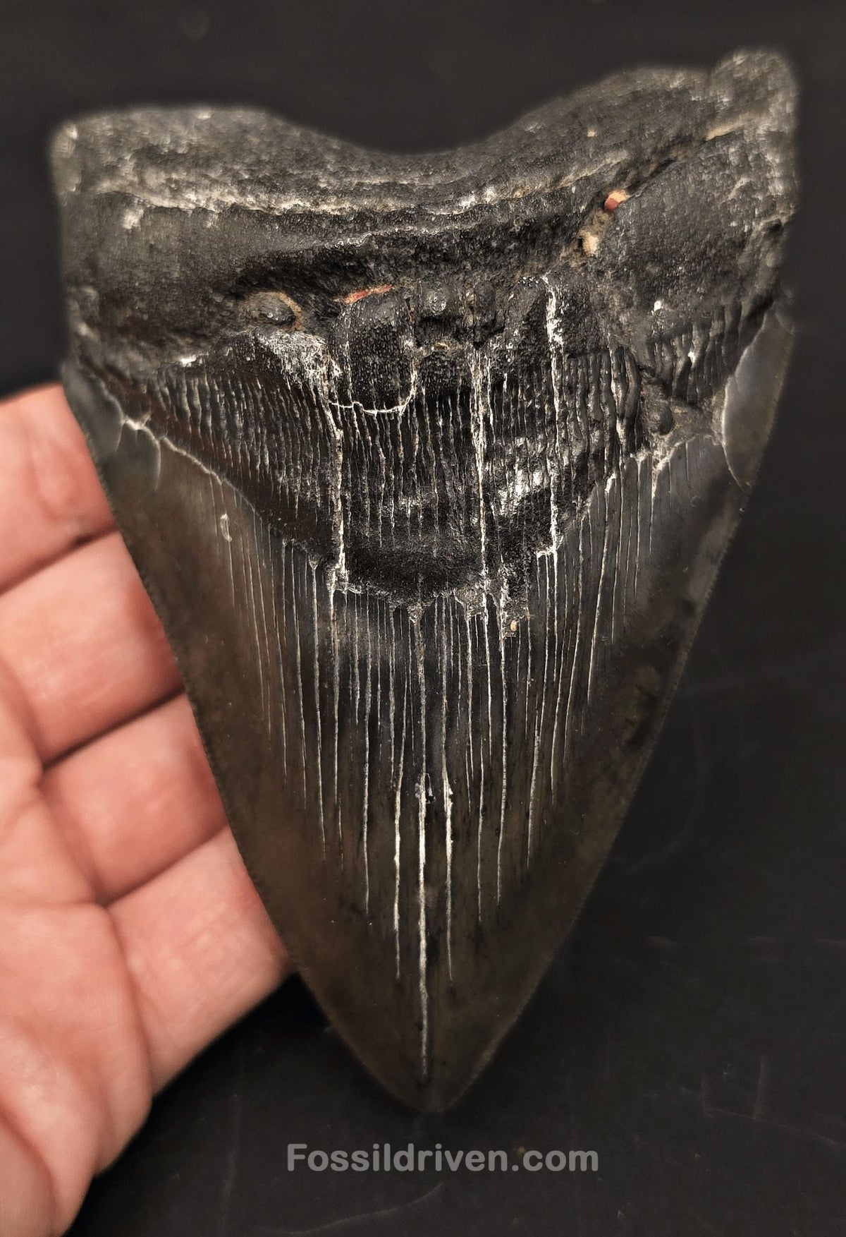 Complete, 5.14" Fossil Megalodon Tooth - Charleston, South Carolina - Fossil Driven