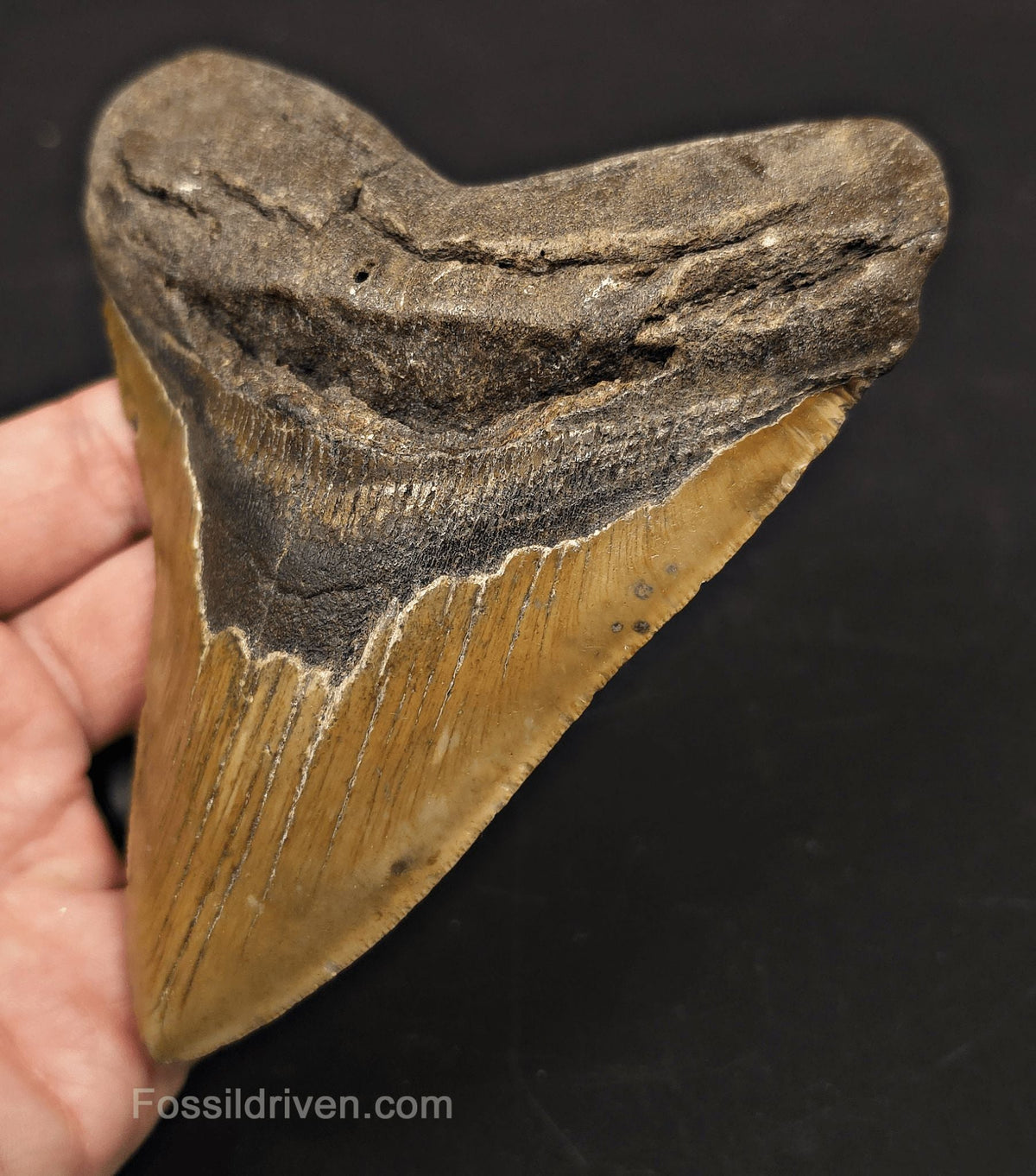 Complete, 5.33" Fossil Megalodon Tooth - Meg Ledge, North Carolina - Fossil Driven