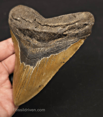 Complete, 5.33" Fossil Megalodon Tooth - Meg Ledge, North Carolina - Fossil Driven