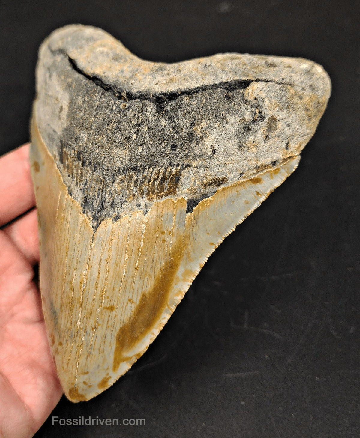 Complete, 5.43" Fossil Megalodon Tooth - Meg Ledge, North Carolina - Fossil Driven