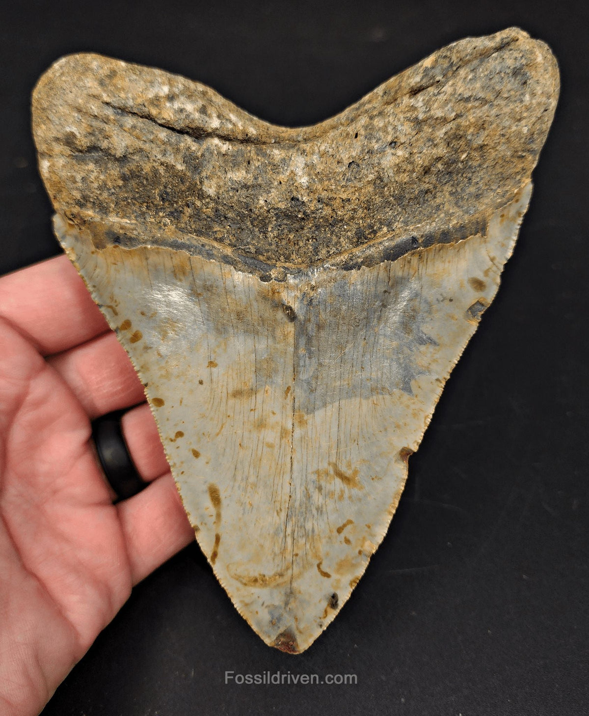 Complete, 5.43" Fossil Megalodon Tooth - Meg Ledge, North Carolina - Fossil Driven