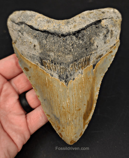 Complete, 5.43" Fossil Megalodon Tooth - Meg Ledge, North Carolina - Fossil Driven