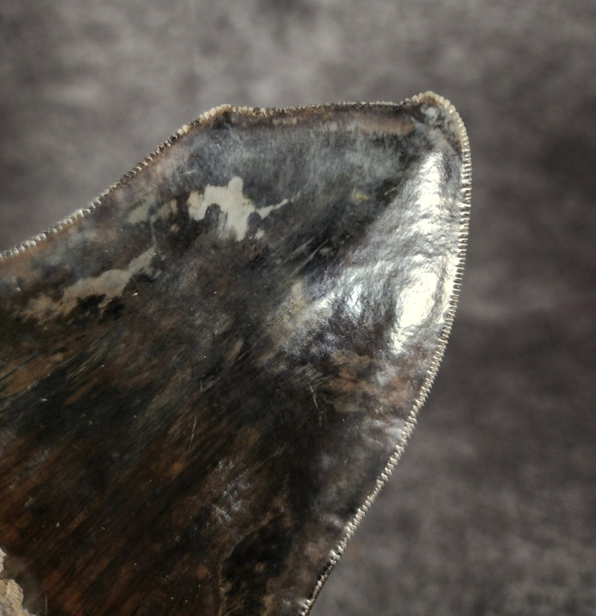 Crazy Pathological, 4.97" Fossil Megalodon Tooth - Indonesia - Fossil Driven