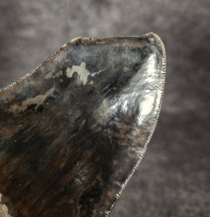 Crazy Pathological, 4.97" Fossil Megalodon Tooth - Indonesia - Fossil Driven