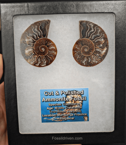 Cut & Polished Agatized Ammonite Fossil – 1.94" Display Specimen - Fossil Driven