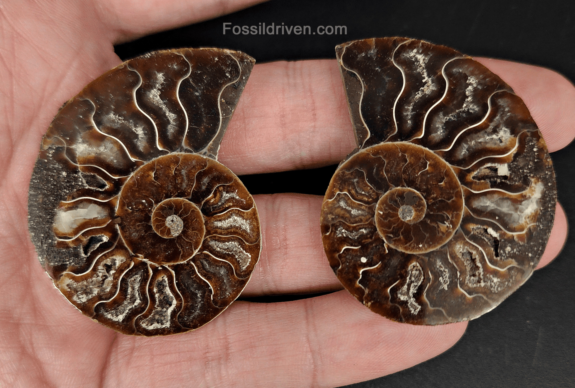 Cut & Polished Agatized Ammonite Fossil – 1.94" Display Specimen - Fossil Driven