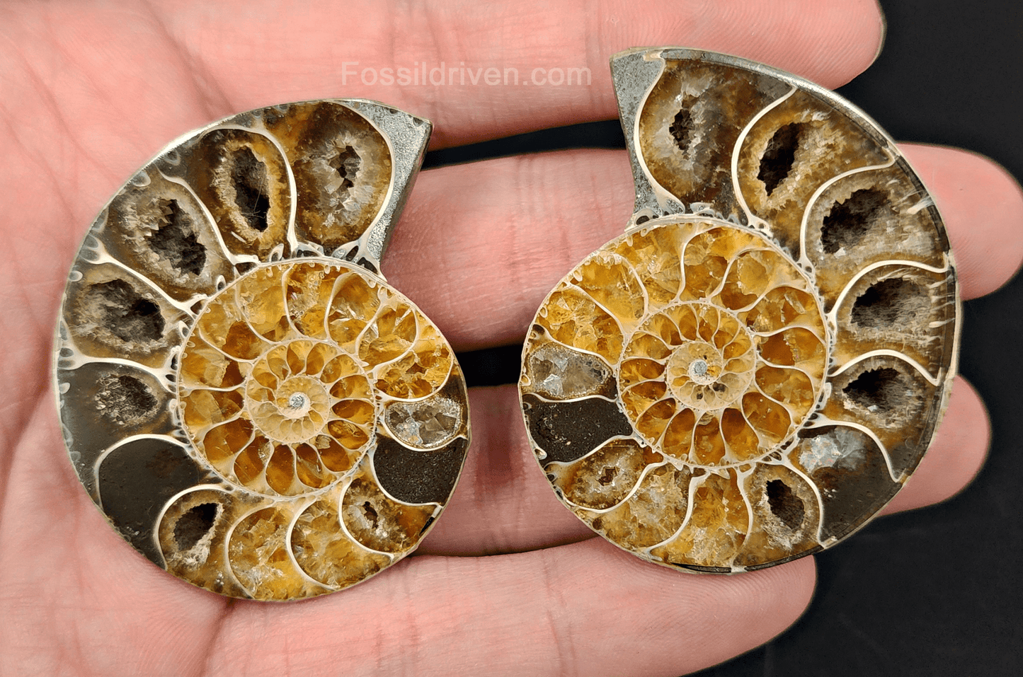Cut & Polished Agatized Ammonite Fossil – 2.00" Display Specimen - Fossil Driven
