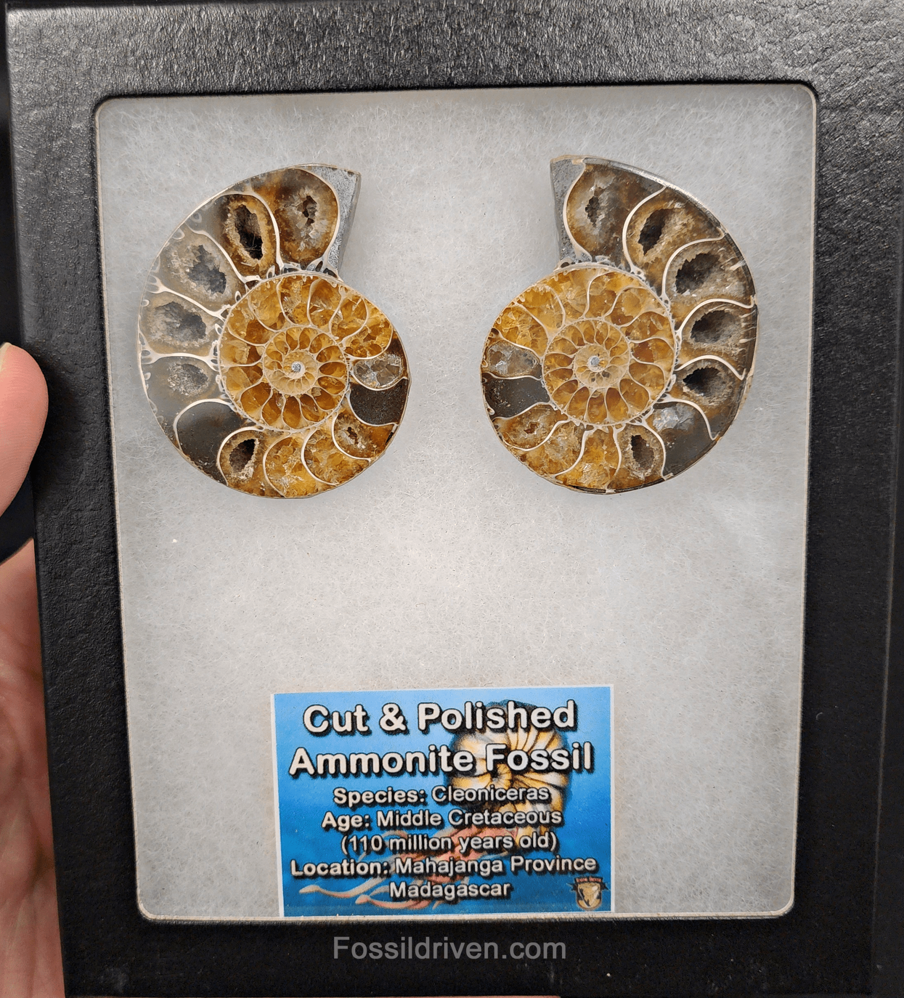 Cut & Polished Agatized Ammonite Fossil – 2.00" Display Specimen - Fossil Driven