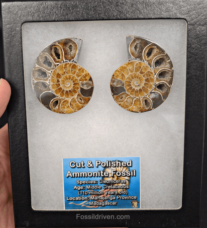 Cut & Polished Agatized Ammonite Fossil – 2.00" Display Specimen - Fossil Driven