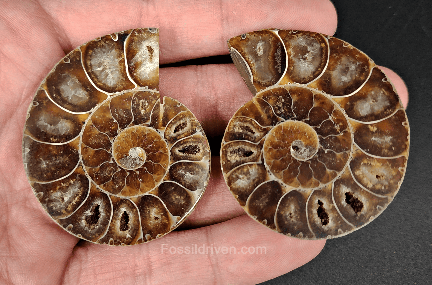 Cut & Polished Agatized Ammonite Fossil – 2.02" Display Specimen - Fossil Driven