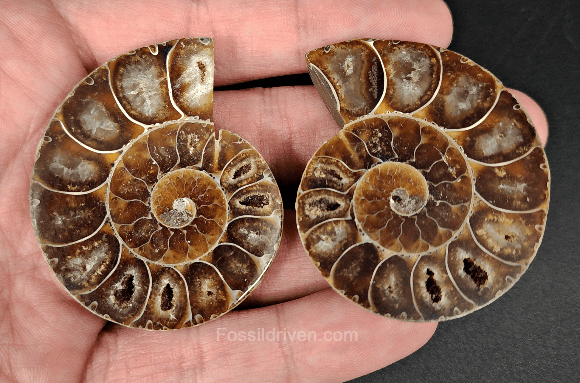 Cut & Polished Agatized Ammonite Fossil – 2.02" Display Specimen - Fossil Driven