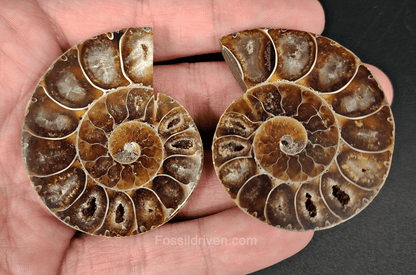 Cut & Polished Agatized Ammonite Fossil – 2.02" Display Specimen - Fossil Driven