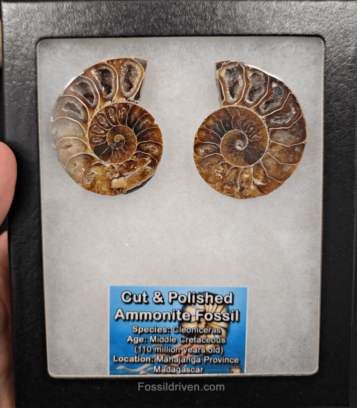 Cut & Polished Agatized Ammonite Fossil – 2.06" Display Specimen - Fossil Driven