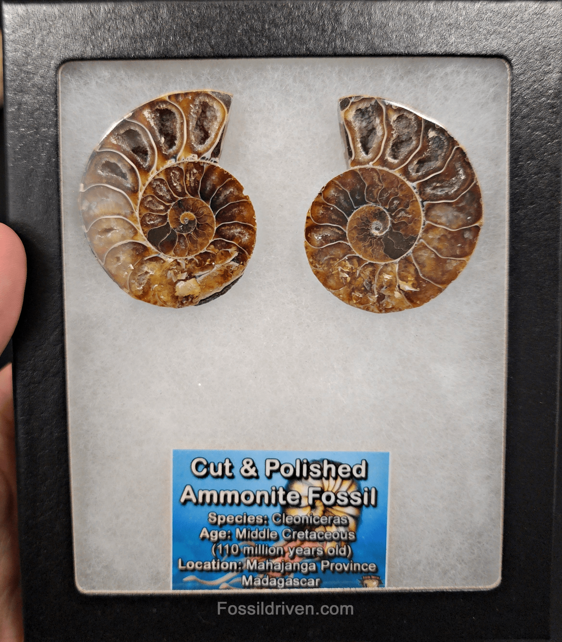 Cut & Polished Agatized Ammonite Fossil – 2.06" Display Specimen - Fossil Driven