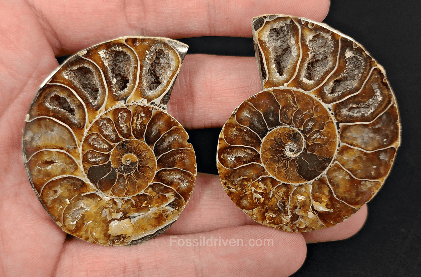Cut & Polished Agatized Ammonite Fossil – 2.06" Display Specimen - Fossil Driven