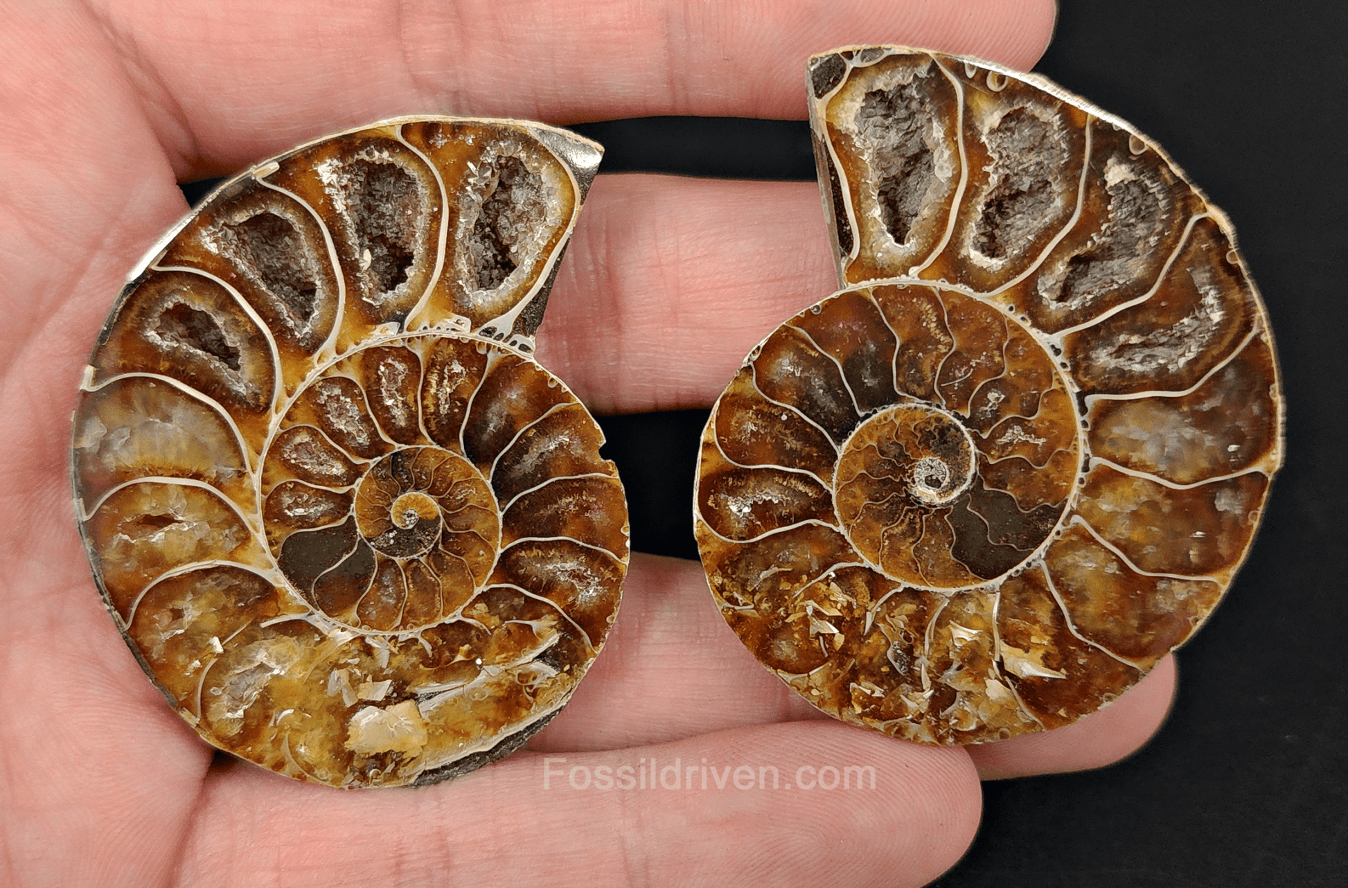 Cut & Polished Agatized Ammonite Fossil – 2.06" Display Specimen - Fossil Driven