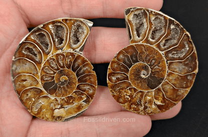 Cut & Polished Agatized Ammonite Fossil – 2.06" Display Specimen - Fossil Driven