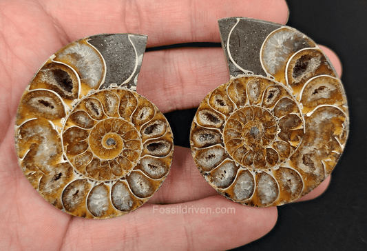 Cut & Polished Agatized Ammonite Fossil – 2.10" Display Specimen - Fossil Driven