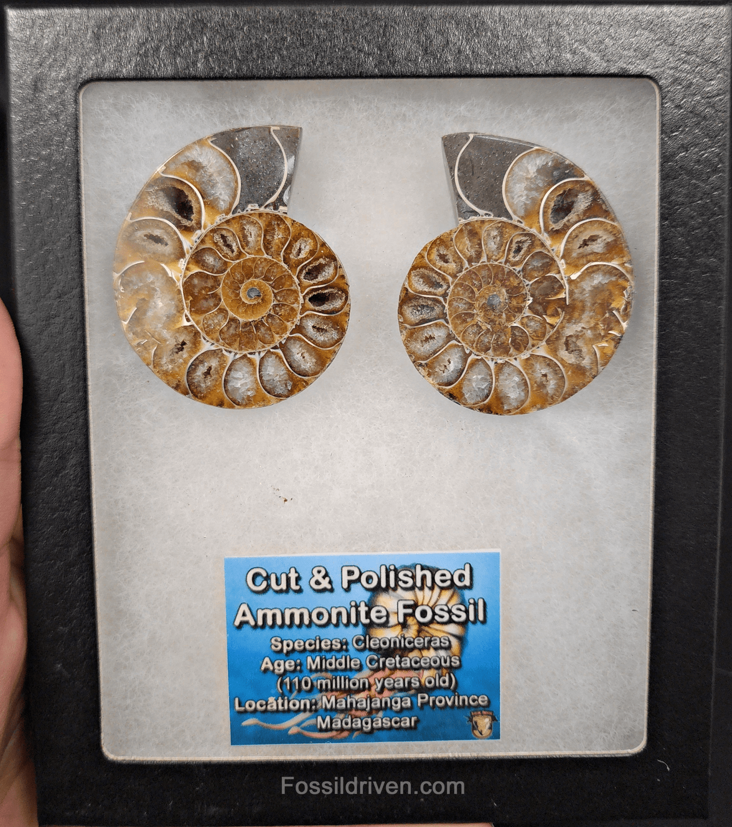 Cut & Polished Agatized Ammonite Fossil – 2.10" Display Specimen - Fossil Driven