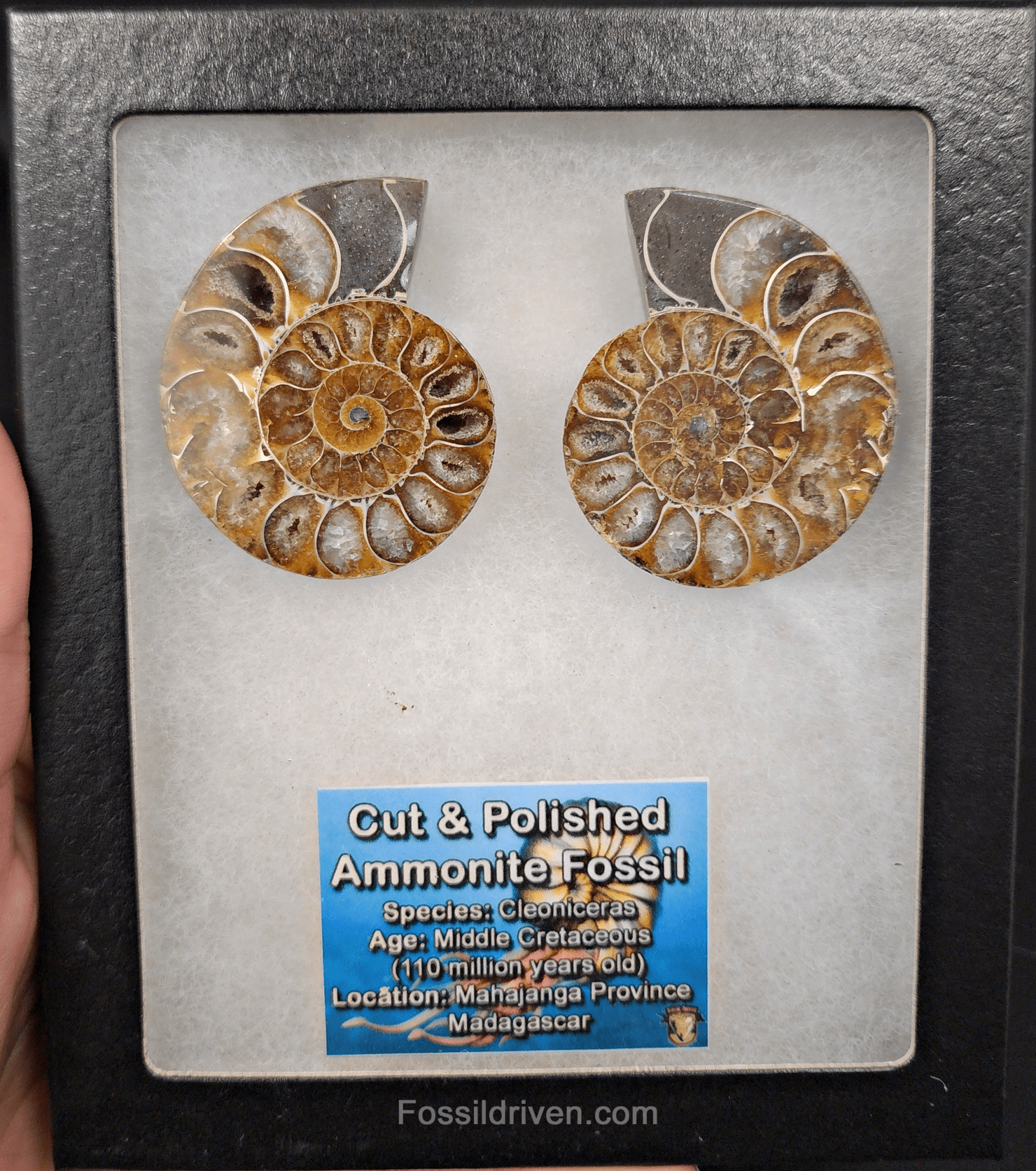Cut & Polished Agatized Ammonite Fossil – 2.10" Display Specimen - Fossil Driven