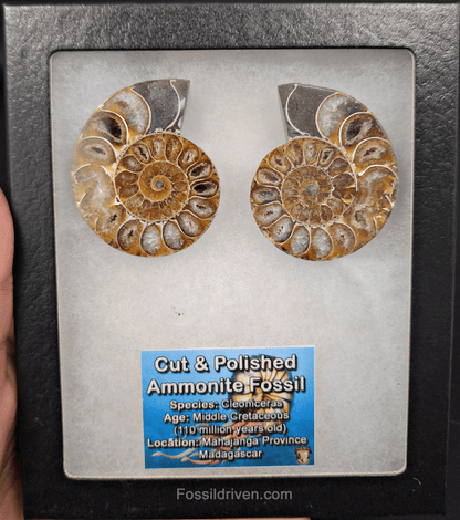 Cut & Polished Agatized Ammonite Fossil – 2.10" Display Specimen - Fossil Driven