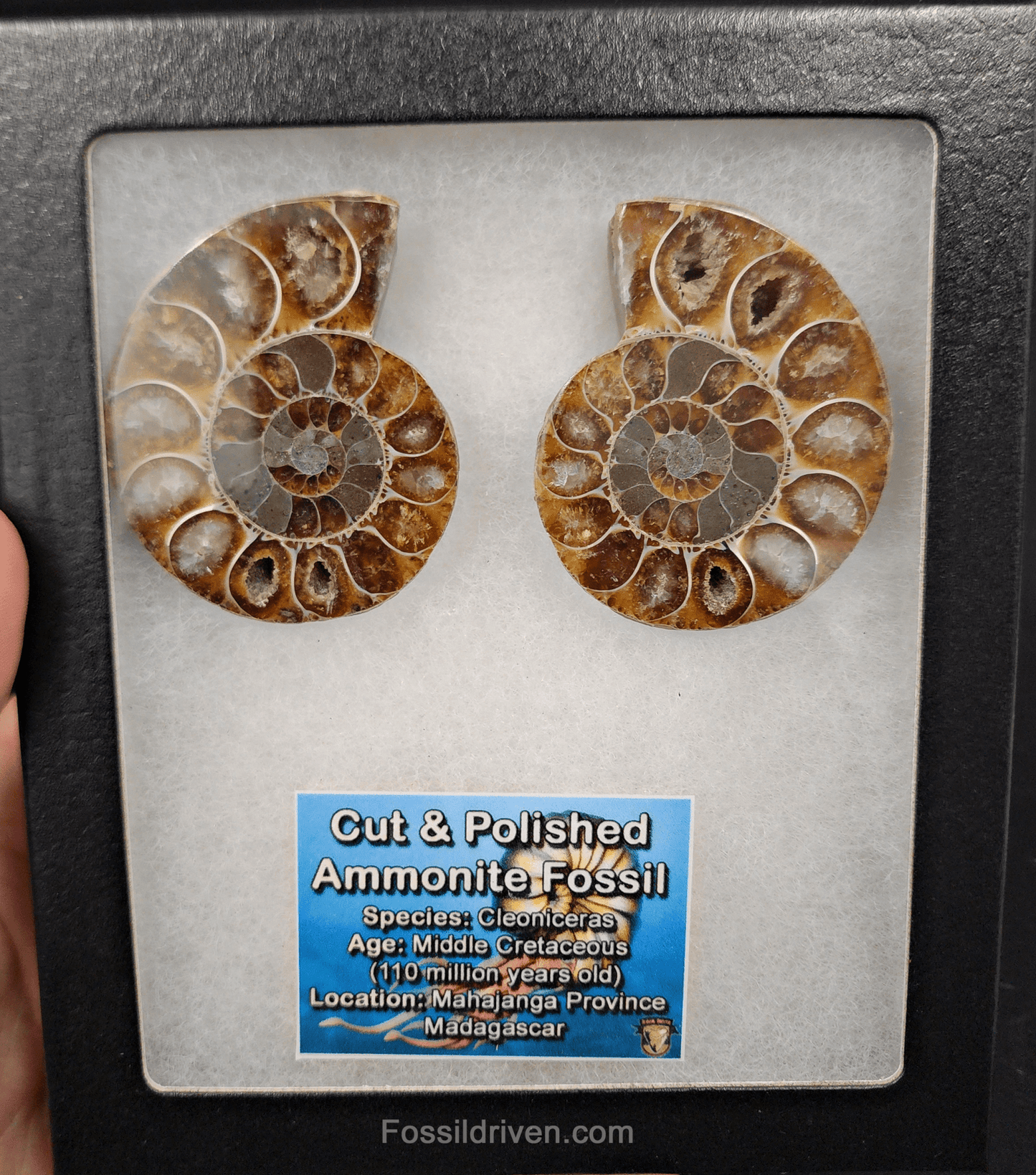 Cut & Polished Agatized Ammonite Fossil – 2.16" Display Specimen - Fossil Driven