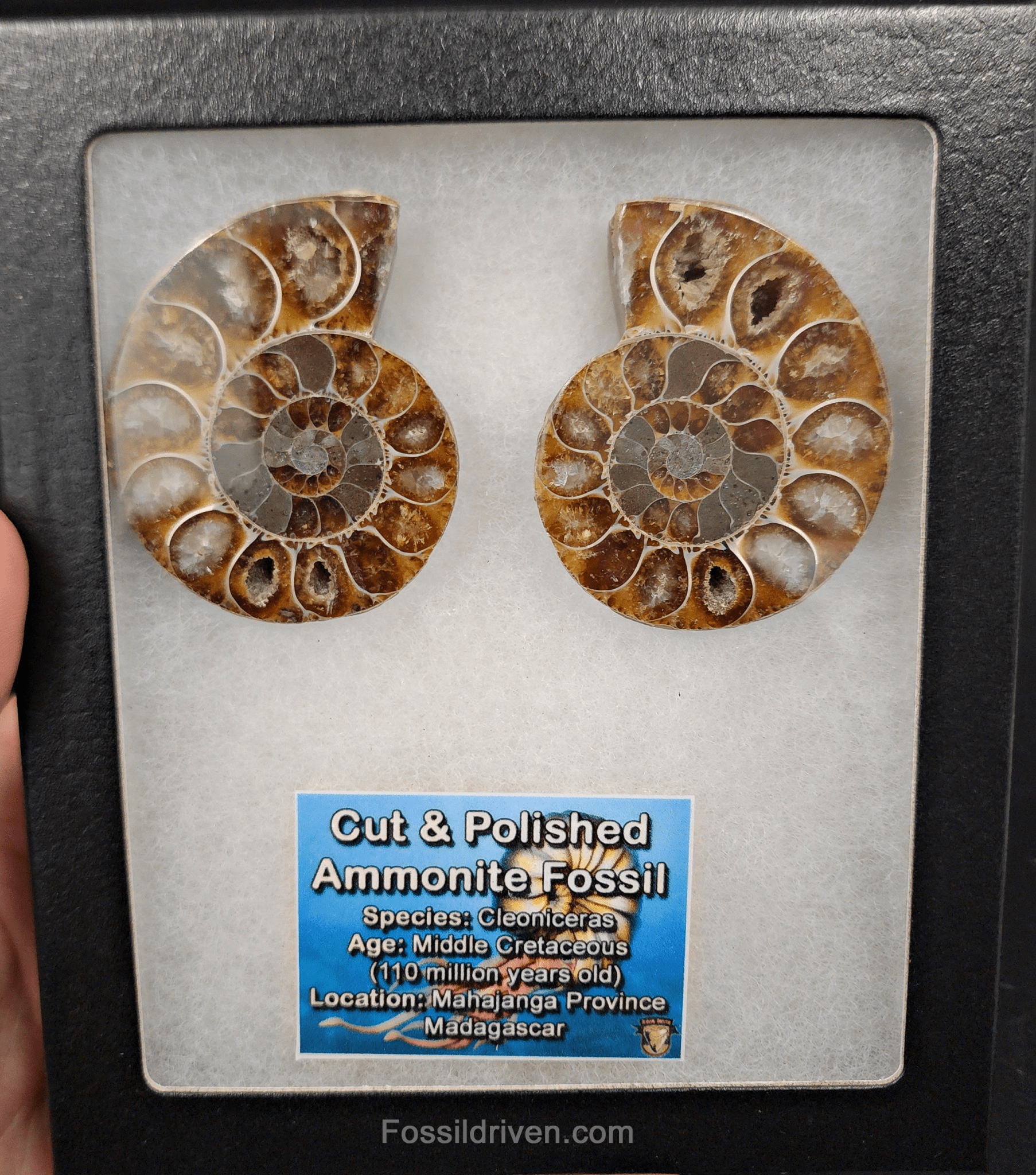 Cut & Polished Agatized Ammonite Fossil – 2.16" Display Specimen - Fossil Driven