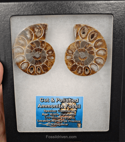 Cut & Polished Agatized Ammonite Fossil – 2.16" Display Specimen - Fossil Driven