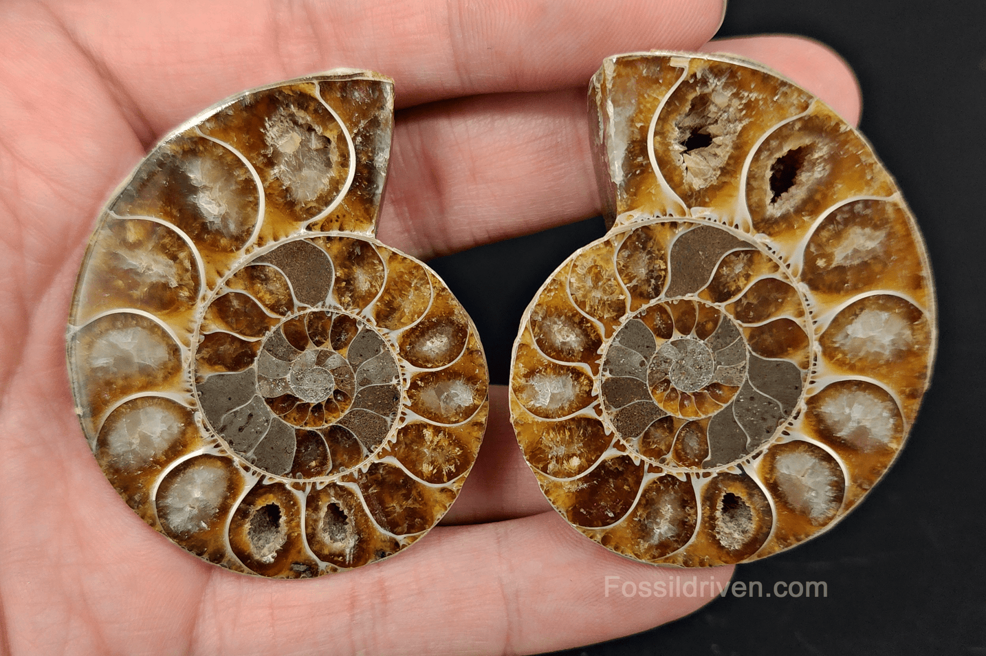 Cut & Polished Agatized Ammonite Fossil – 2.16" Display Specimen - Fossil Driven