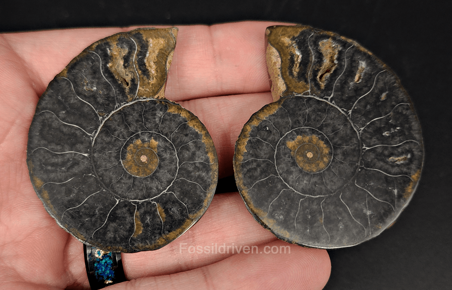 Cut & Polished Black Ammonite Fossil – 1.97" Display Specimen - Fossil Driven